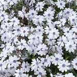 phlox subulata Bavaria vaso 9