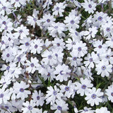 phlox subulata Bavaria vaso 9
