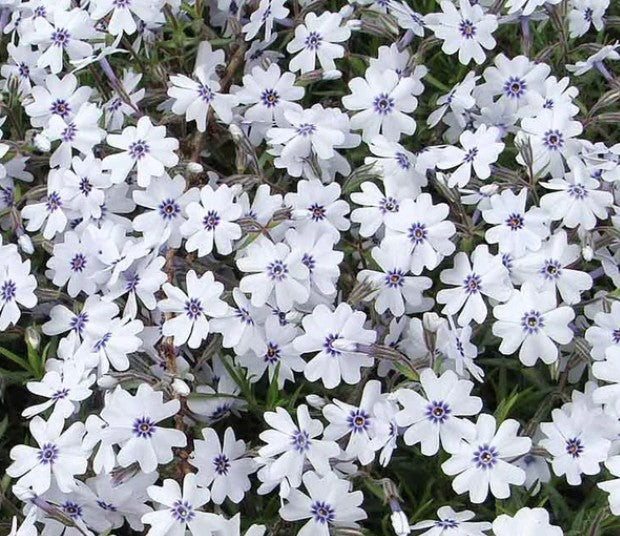 phlox subulata Bavaria vaso 9