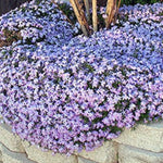 Phlox subulata  wilson vaso 10