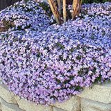 Phlox subulata  wilson vaso 10