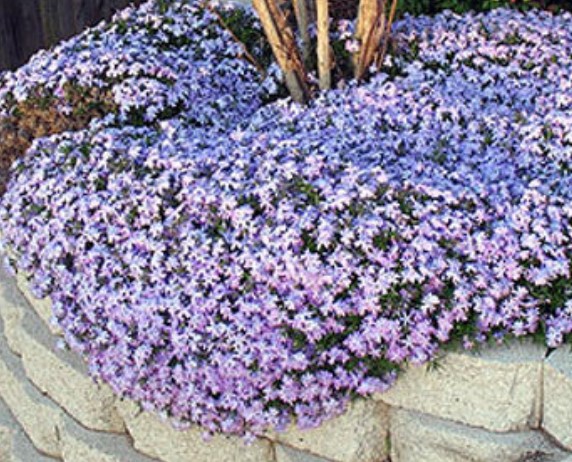 Phlox subulata  wilson vaso 10