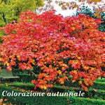 Acer Japonicum Vitifolium vaso. cm 200/250 solo ritiro in magazzino