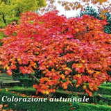 Acer Japonicum Vitifolium vaso. cm 200/250 solo ritiro in magazzino