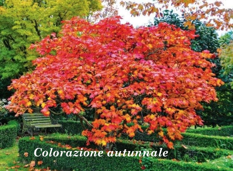 Acer Japonicum Vitifolium vaso. cm 200/250 solo ritiro in magazzino