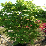 Acer Japonicum Vitifolium vaso. cm 200/250 solo ritiro in magazzino