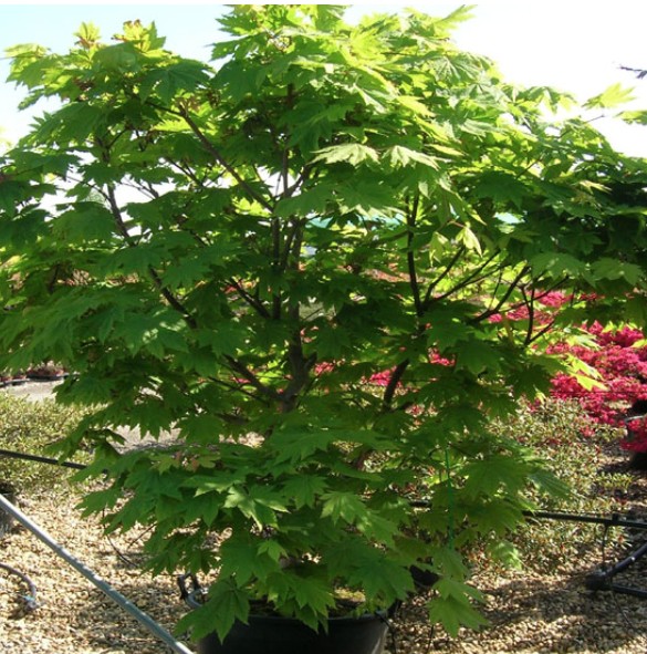 Acer Japonicum Vitifolium vaso. cm 200/250 solo ritiro in magazzino