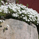Iberis Sempervirens findel vaso 9