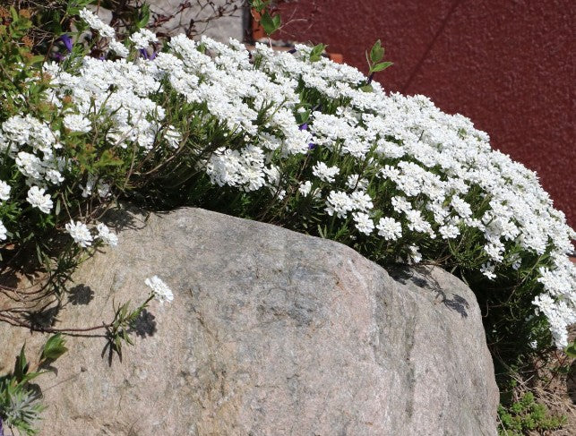 Iberis Sempervirens findel vaso 9