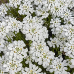 Iberis Sempervirens findel vaso 9
