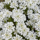Iberis Sempervirens findel vaso 9