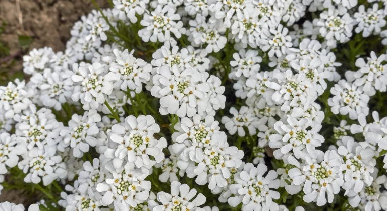 Iberis Sempervirens findel vaso 9