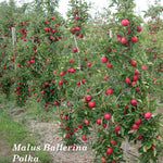 Malus Ballerina ® Polka vaso 19