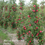 Malus Ballerina ® Polka vaso 19