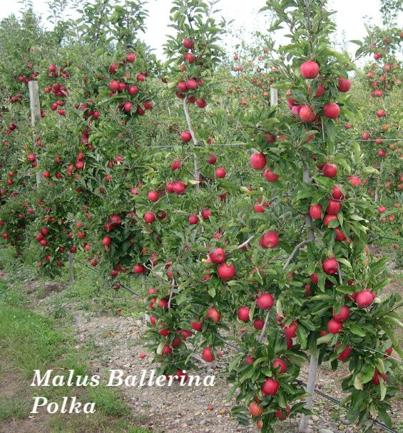 Malus Ballerina ® Polka vaso 19