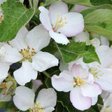 Malus Ballerina ® Polka vaso 19