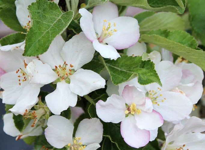 Malus Ballerina ® Polka vaso 19