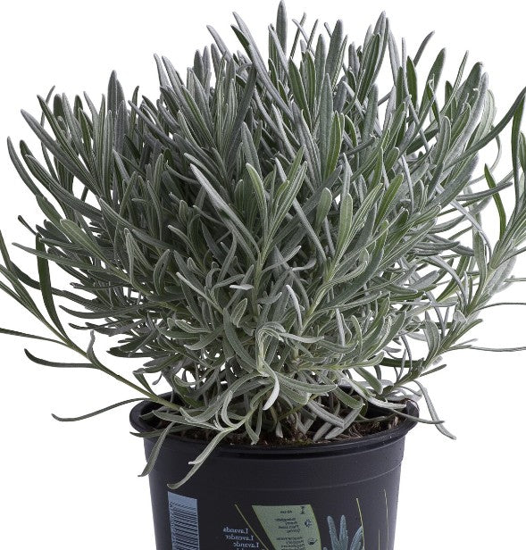 Lavanda di Provenza in vaso