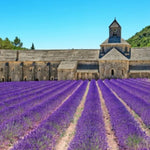 Lavanda di Provenza in vaso