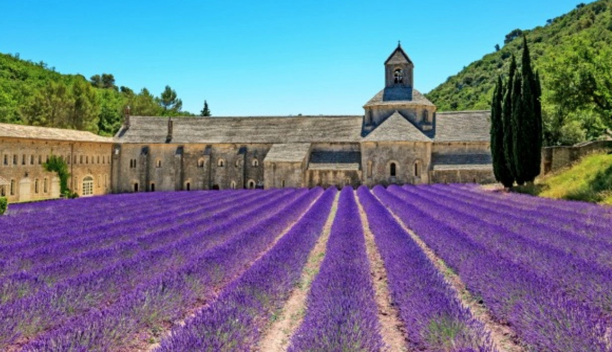 Lavanda di Provenza in vaso