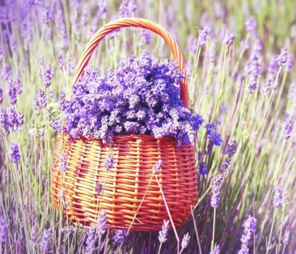 Lavanda di Provenza in vaso