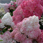 Hydrangea paniculata sundae fraise vaso 18