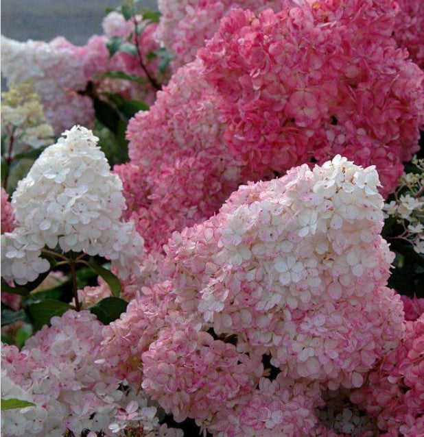 Hydrangea paniculata sundae fraise vaso 18
