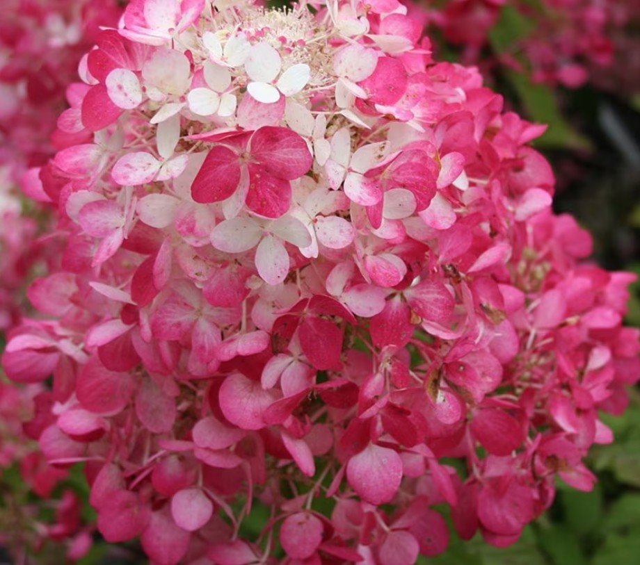 Hydrangea paniculata sundae fraise vaso 18
