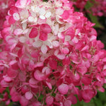 Hydrangea paniculata sundae fraise vaso 18
