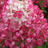 Hydrangea paniculata sundae fraise vaso 18