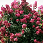 Hydrangea paniculata Fire Light®  vaso18/19