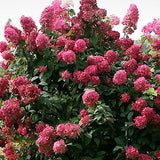 Hydrangea paniculata Fire Light®  vaso18/19