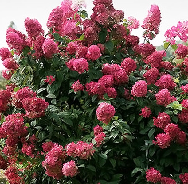 Hydrangea paniculata Fire Light®  vaso18/19