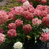 Hydrangea paniculata Fire Light®  vaso18/19
