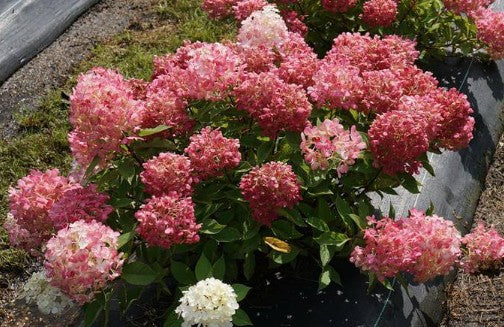 Hydrangea paniculata Fire Light®  vaso18/19