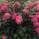 Hydrangea paniculata Fire Light®  vaso18/19