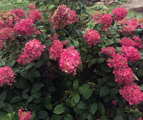 Hydrangea paniculata Fire Light®  vaso18/19