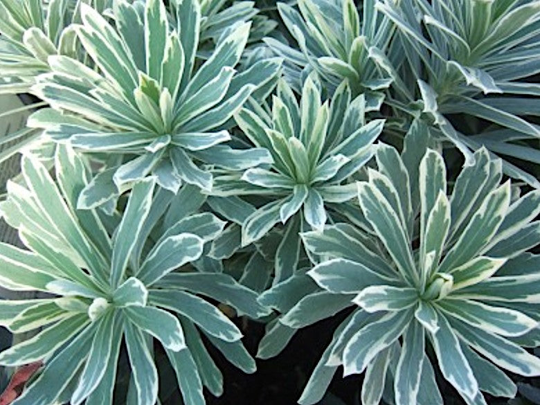 Euphorbia characias 'Silver Swan vaso 18