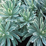 Euphorbia characias 'Silver Swan vaso 18