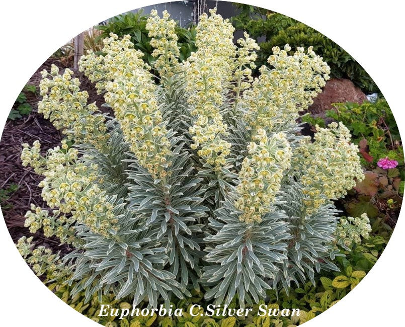 Euphorbia characias 'Silver Swan vaso 18