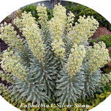 Euphorbia characias 'Silver Swan vaso 18