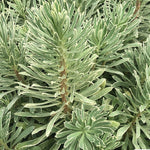 Euphorbia characias 'Silver Swan vaso 18