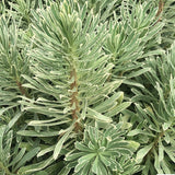 Euphorbia characias 'Silver Swan vaso 18