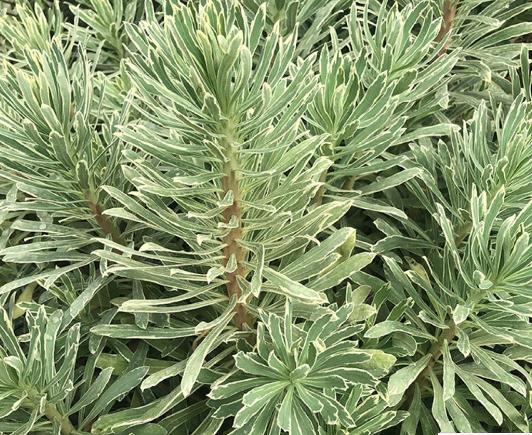 Euphorbia characias 'Silver Swan vaso 18