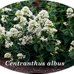 Centranthus Ruber Albus   vaso 9