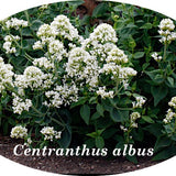 Centranthus Ruber Albus   vaso 9