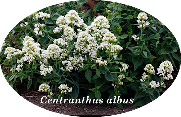 Centranthus Ruber Albus   vaso 9