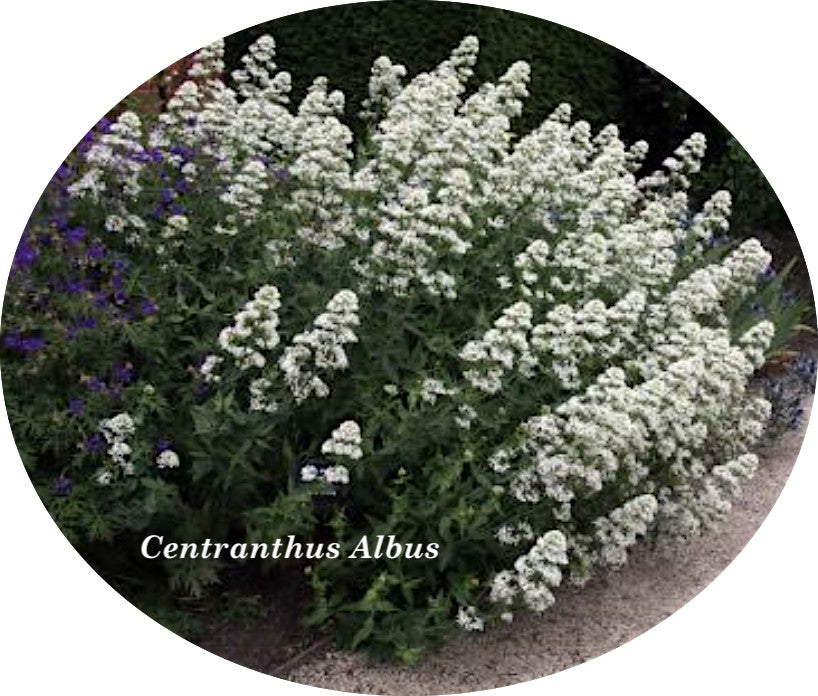 Centranthus Ruber Albus   vaso 9