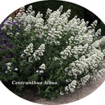 Centranthus Ruber Albus   vaso 9