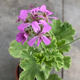 Pelargonium Atomic snow Flake profumo citronella Vaso 15